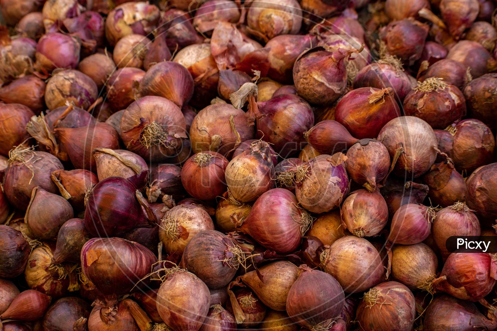 Fresh organic Onions kept for sale in a market
