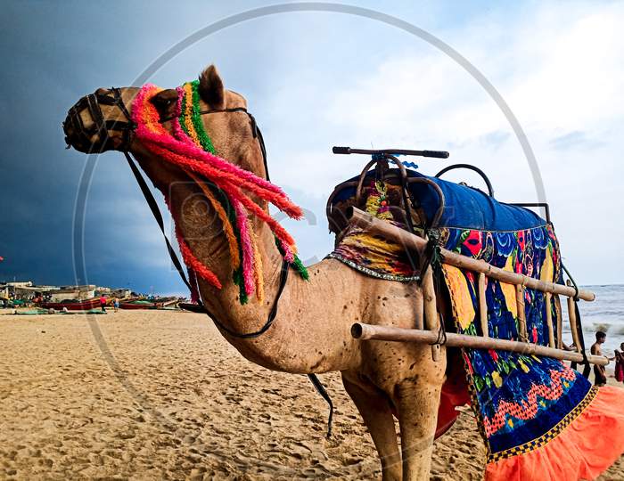 Decorated camel on beach