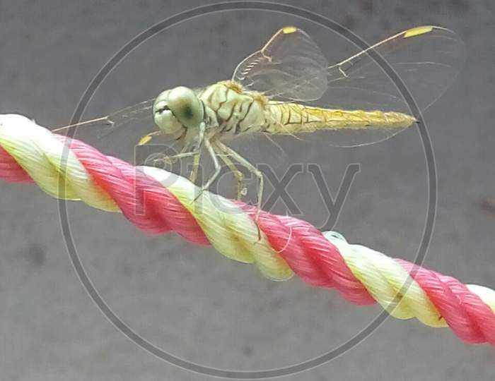Dragonfly on string