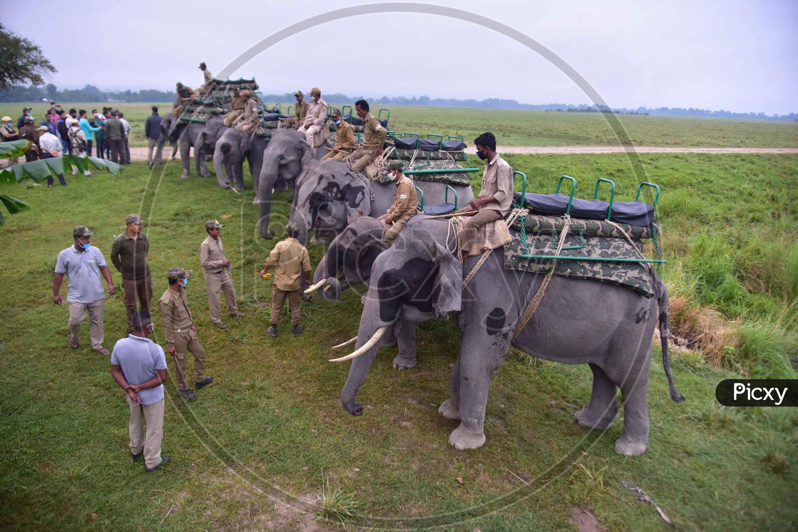 Elephants are lined up for tourists to ride after seven-month-long closure since March because of coronavirus lockdown  at the Kaziranga national park  in Golaghat District of Assam on Nov 1,2020
