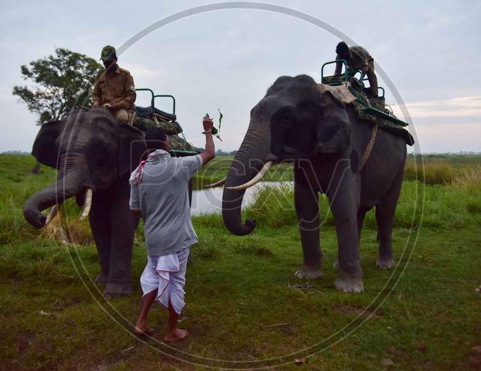 A priest puts a "tilak" on a elephant  before the start of an elephant safari at Kaziranga National Park in Assam after seven-month-long closure since March because of coronavirus lockdown  at the Kaziranga national park  in Golaghat District of Assam on Nov 1,2020