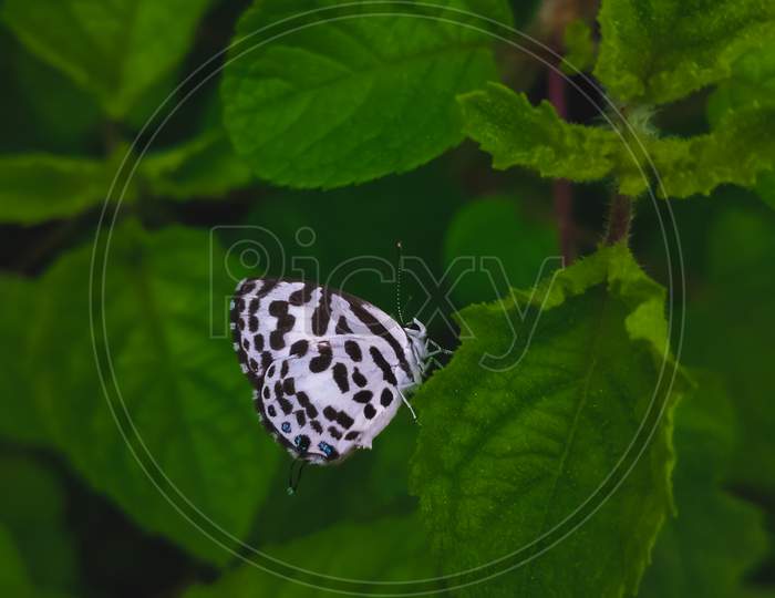 White Butterfly With Black Stripes Wing On Leaf With Space For Copy Text In Green Leaf Background.