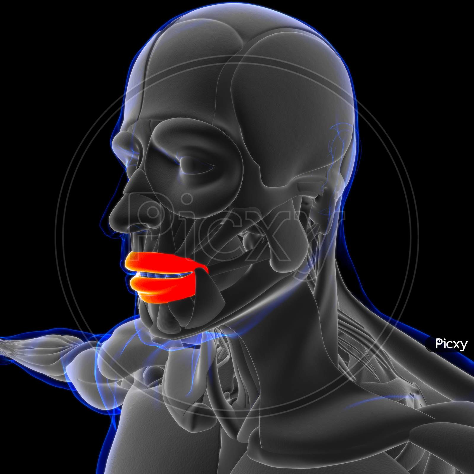 Image of Orbicularis Oris Muscle Anatomy For Medical Concept 3D