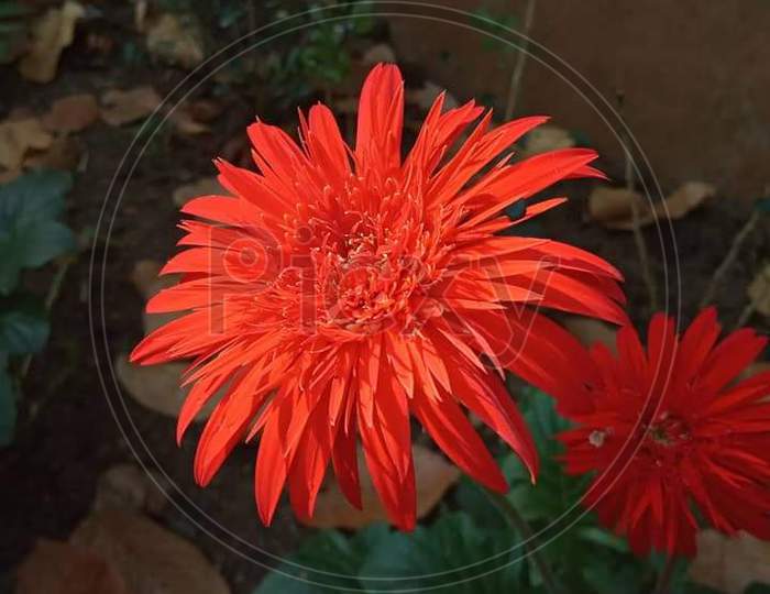 Red barberton daisy