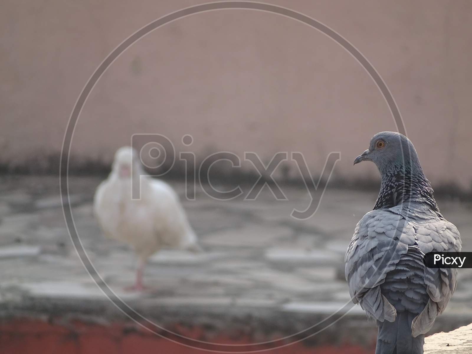 two different pigeon in one frame