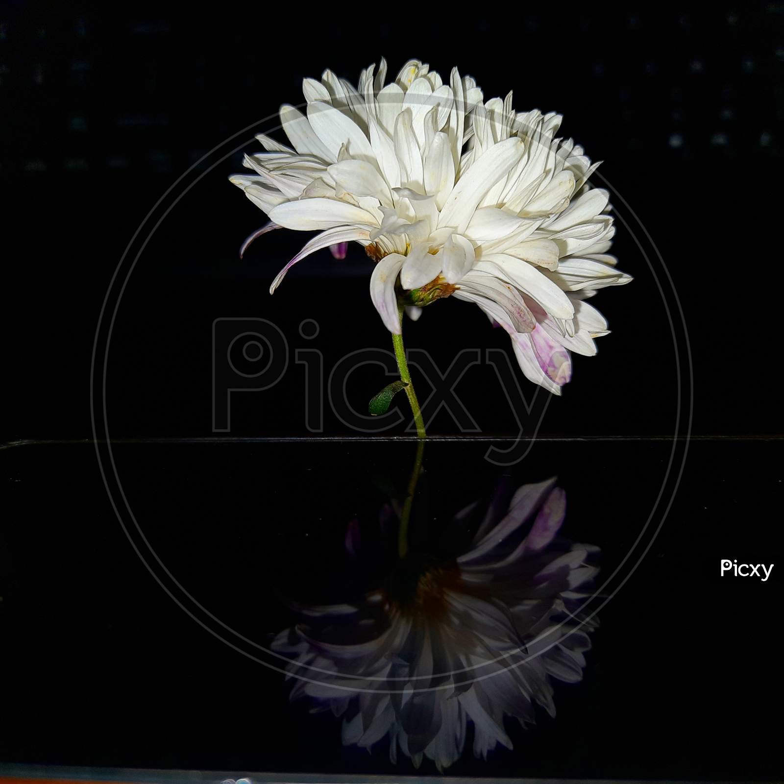 White flower (mirror)