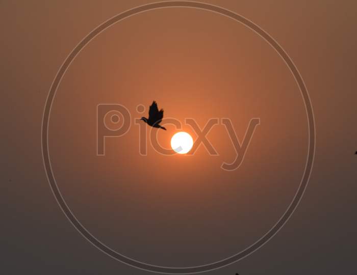 Sea gull bird in flight in beautiful sunrise