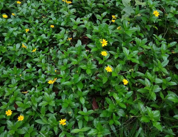 Sphagneticola trilobata (Singapore daisy) plant with yellow flowers