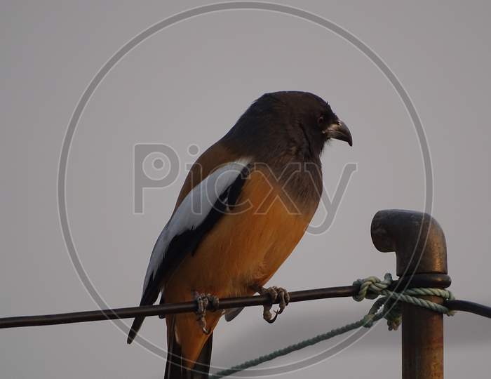 rufous treepie sit on a wire