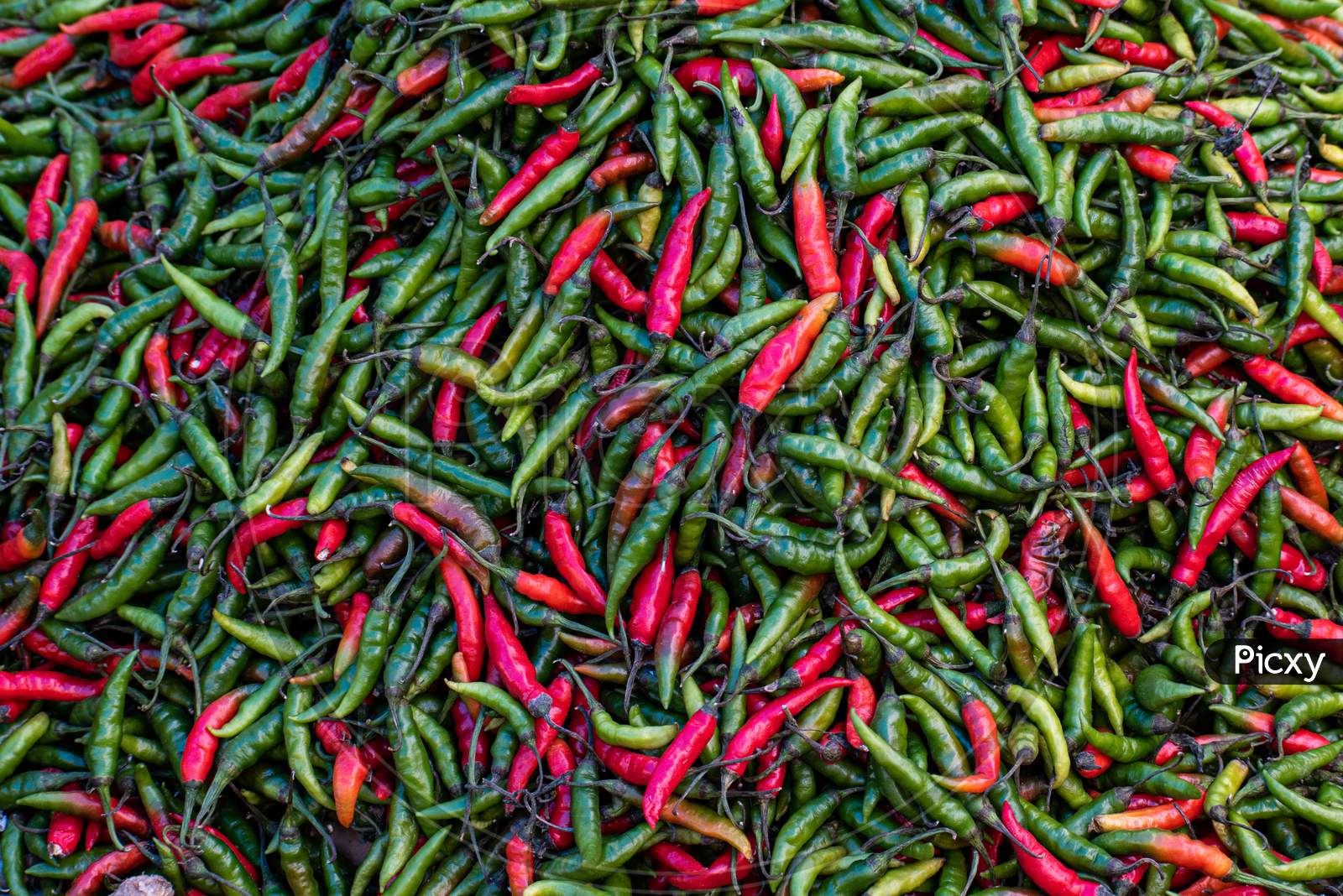A lot of Fresh organic Green and red hot chili