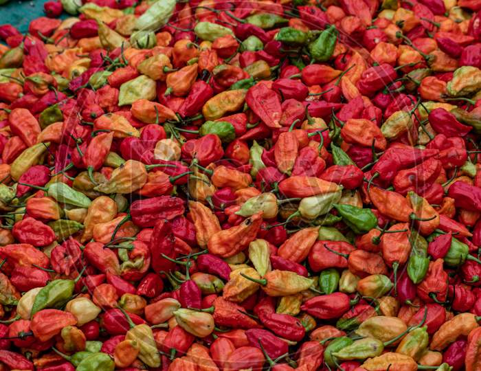 A Bunch of red & green fresh Ghost Peppers
