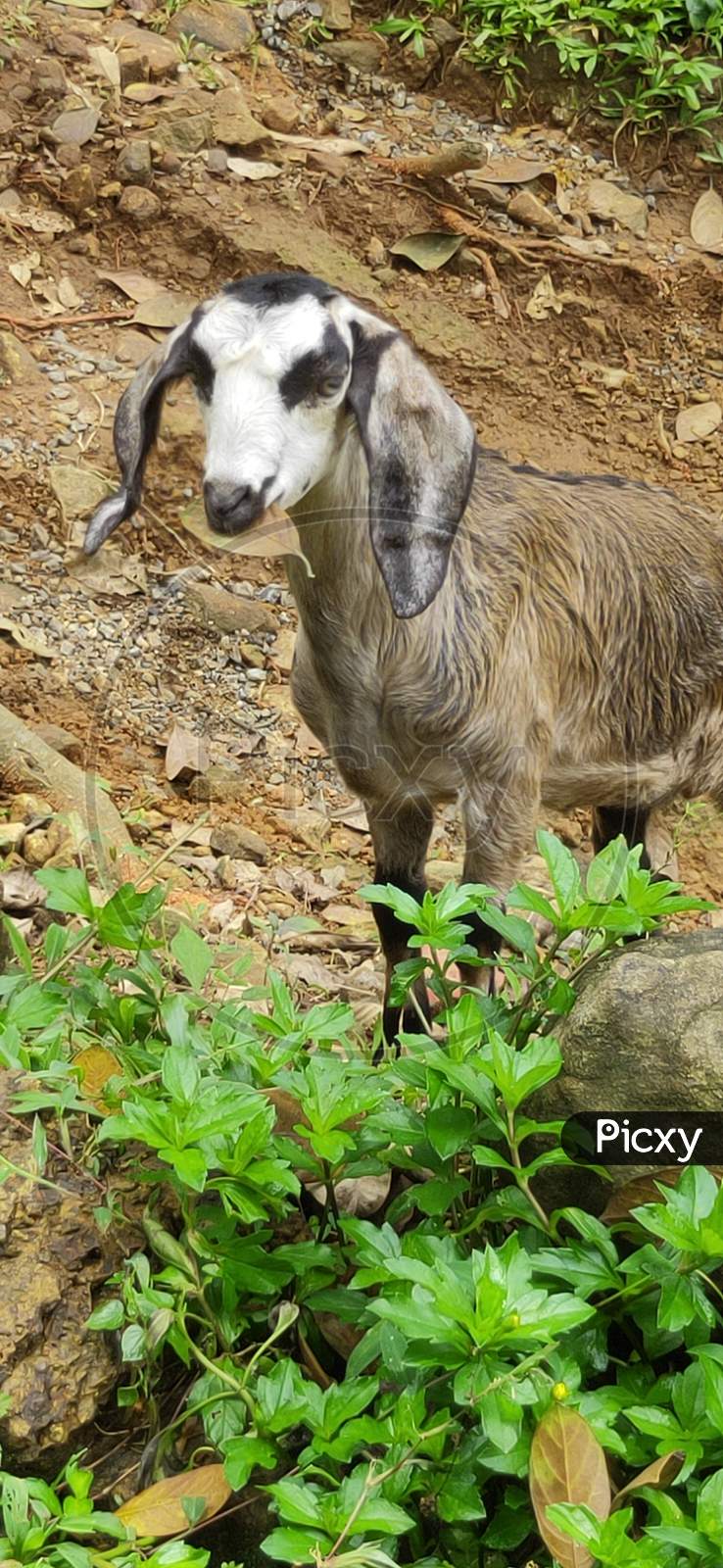 Goat eating leaf