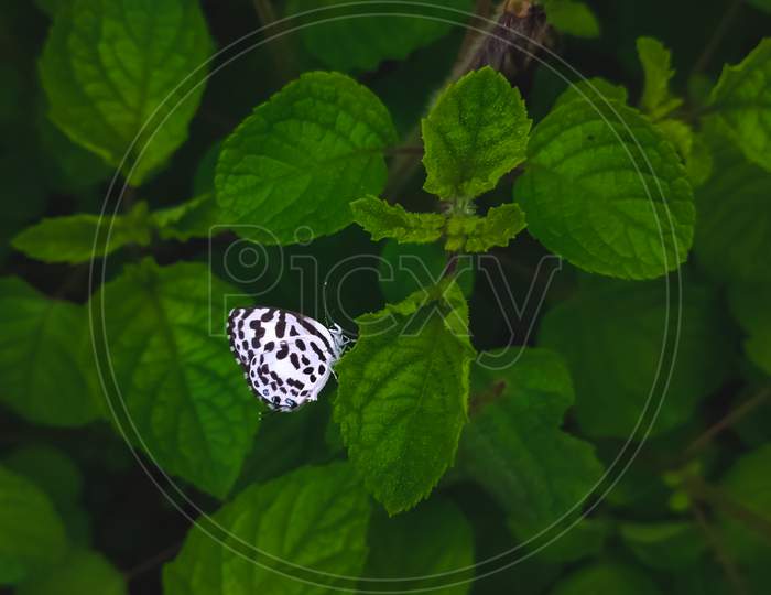 White Butterfly With Black Stripes Wing On Leaf With Space For Copy Text In Green Leaf Background.