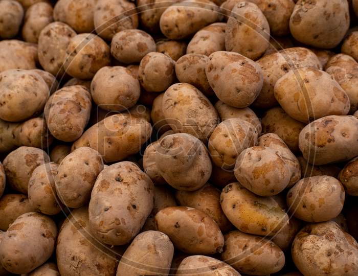 Fresh organic Potatoes pile on market