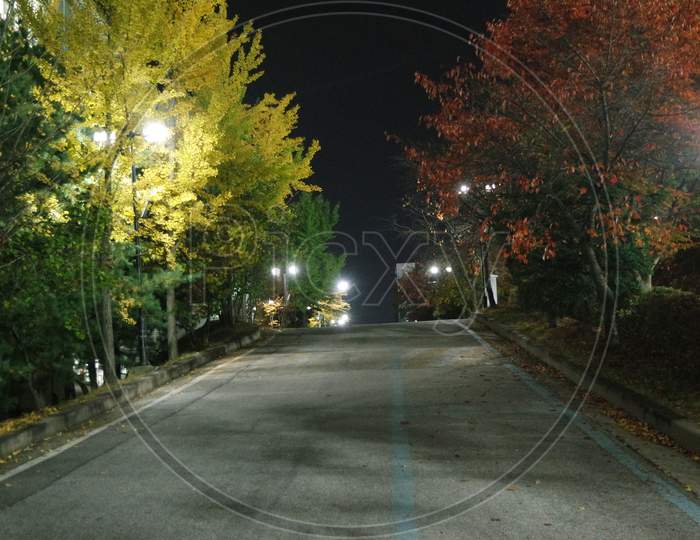 Night View Of A Paved Pedestrian Way Or Walk Way With Trees On Sides