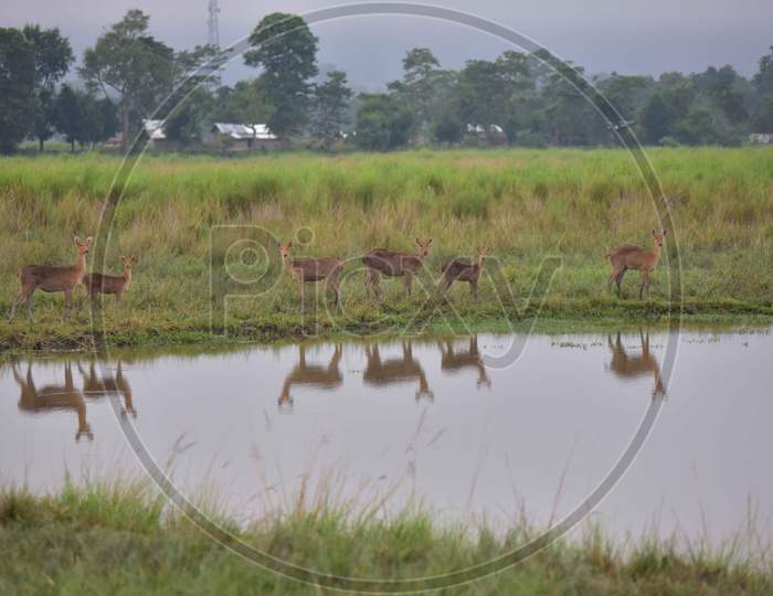 Deers grazes at Kaziranga National park in Golaghat District of Assam  , Sunday, Nov. 1, 2020.