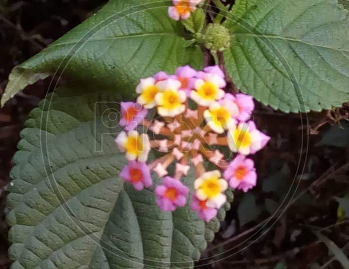Lantana flower ,macro photography