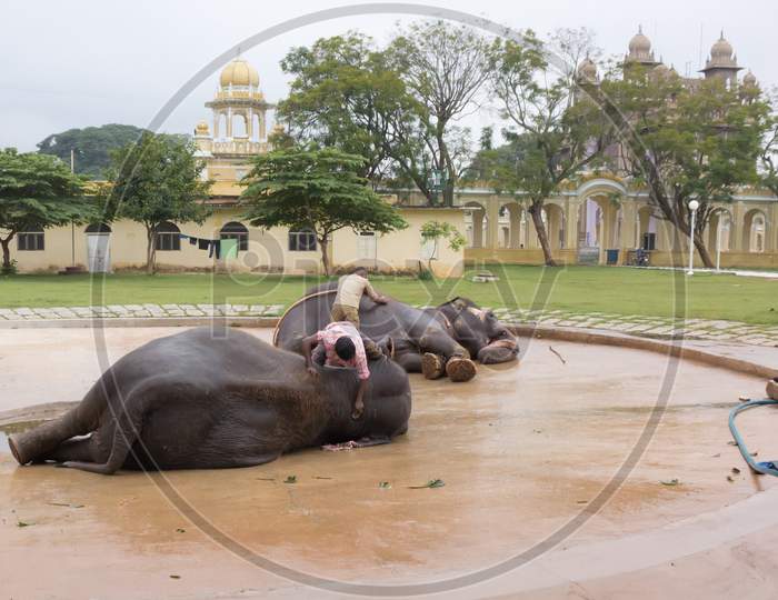 Royal Elephants getting a Massage and Shower by their Mahouts or Handlers for the National Dasara festival at Ambavilas Palace premises in Mysuru city of Karnataka state in India.