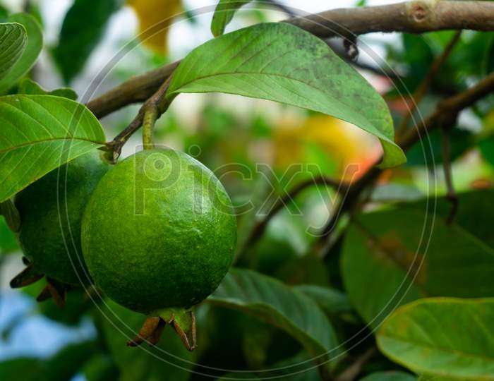 Fresh Guava Fruit In The Tree