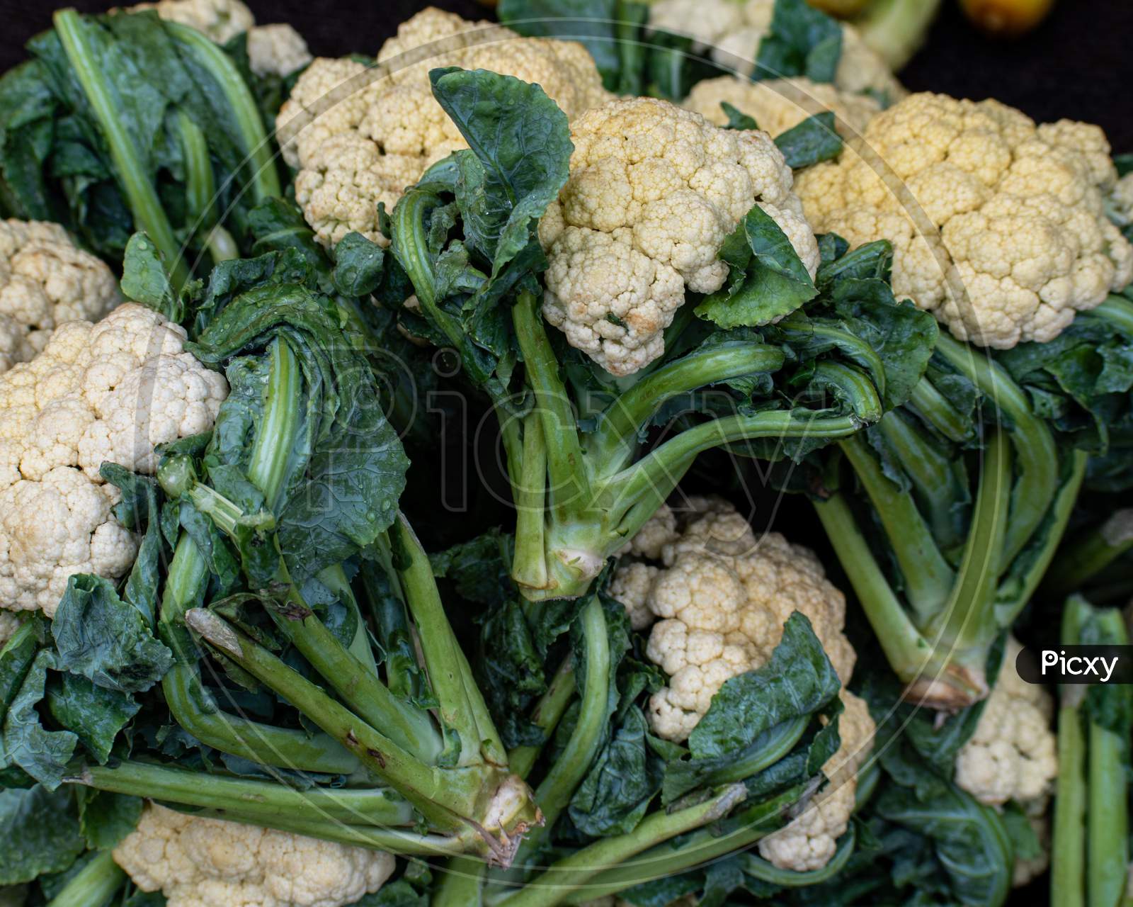 fresh & delicious organic cauliflower