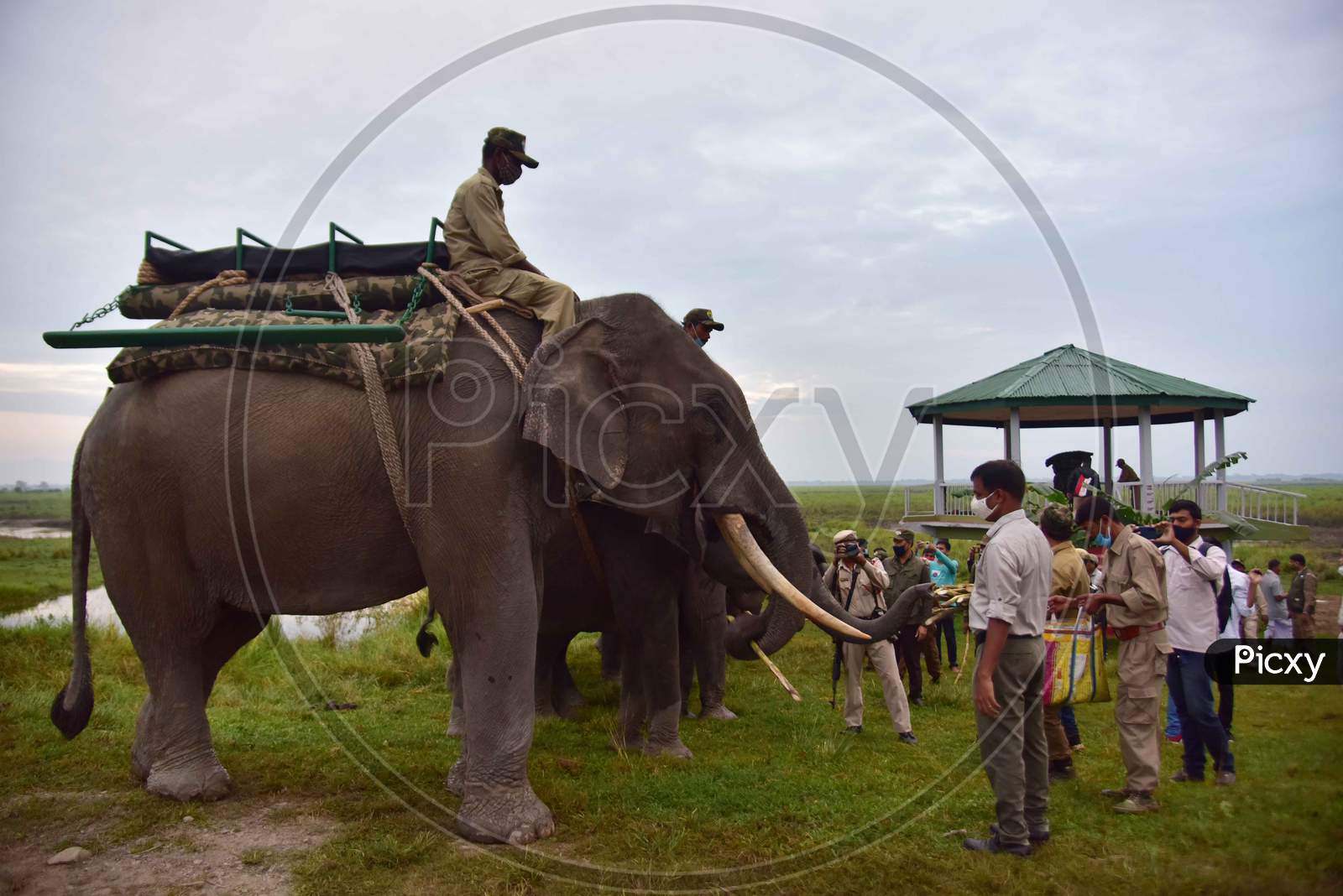 Elephants are lined up for tourists to ride after seven-month-long closure since March because of coronavirus lockdown  at the Kaziranga national park  in Golaghat District of Assam on Nov 1,2020