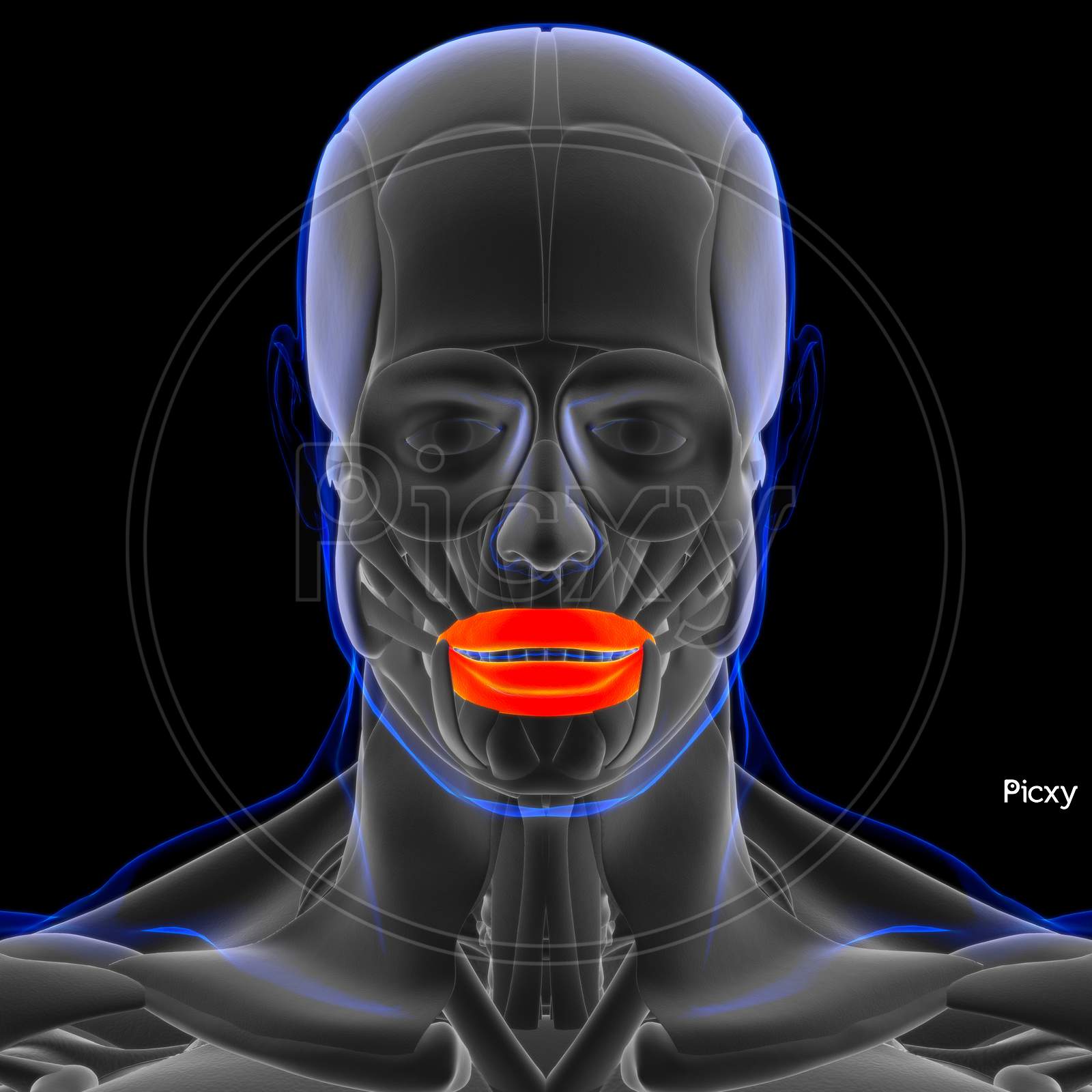 Image of Orbicularis Oris Muscle Anatomy For Medical Concept 3D