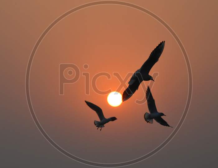 Sunrise with Bird in Flight