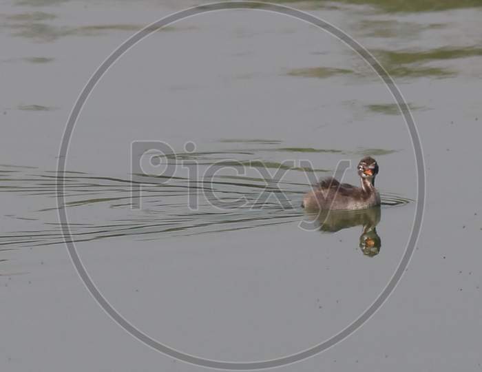 Smoothly swimming Duckling. (geese)