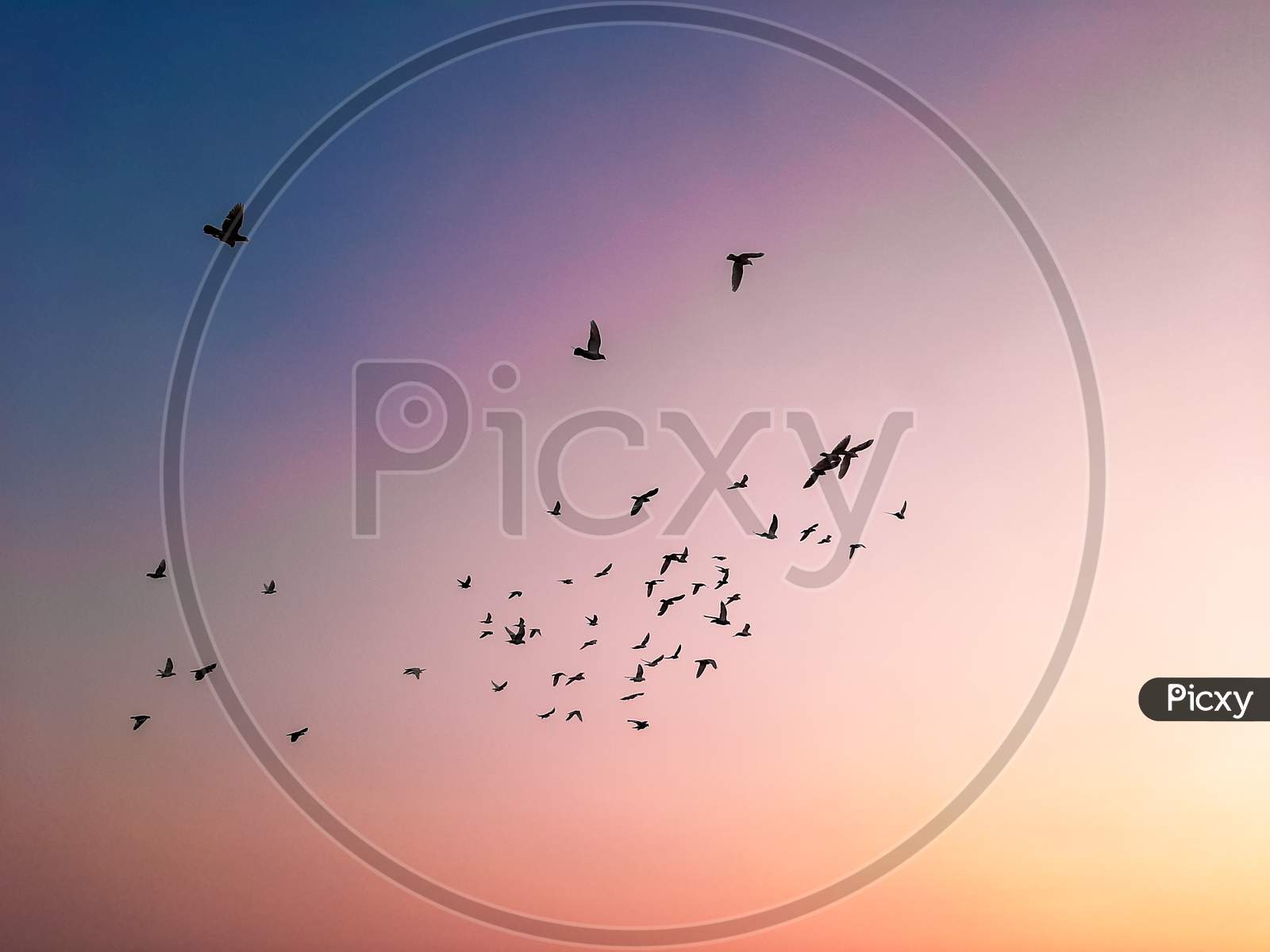Birds flying in beautiful sky