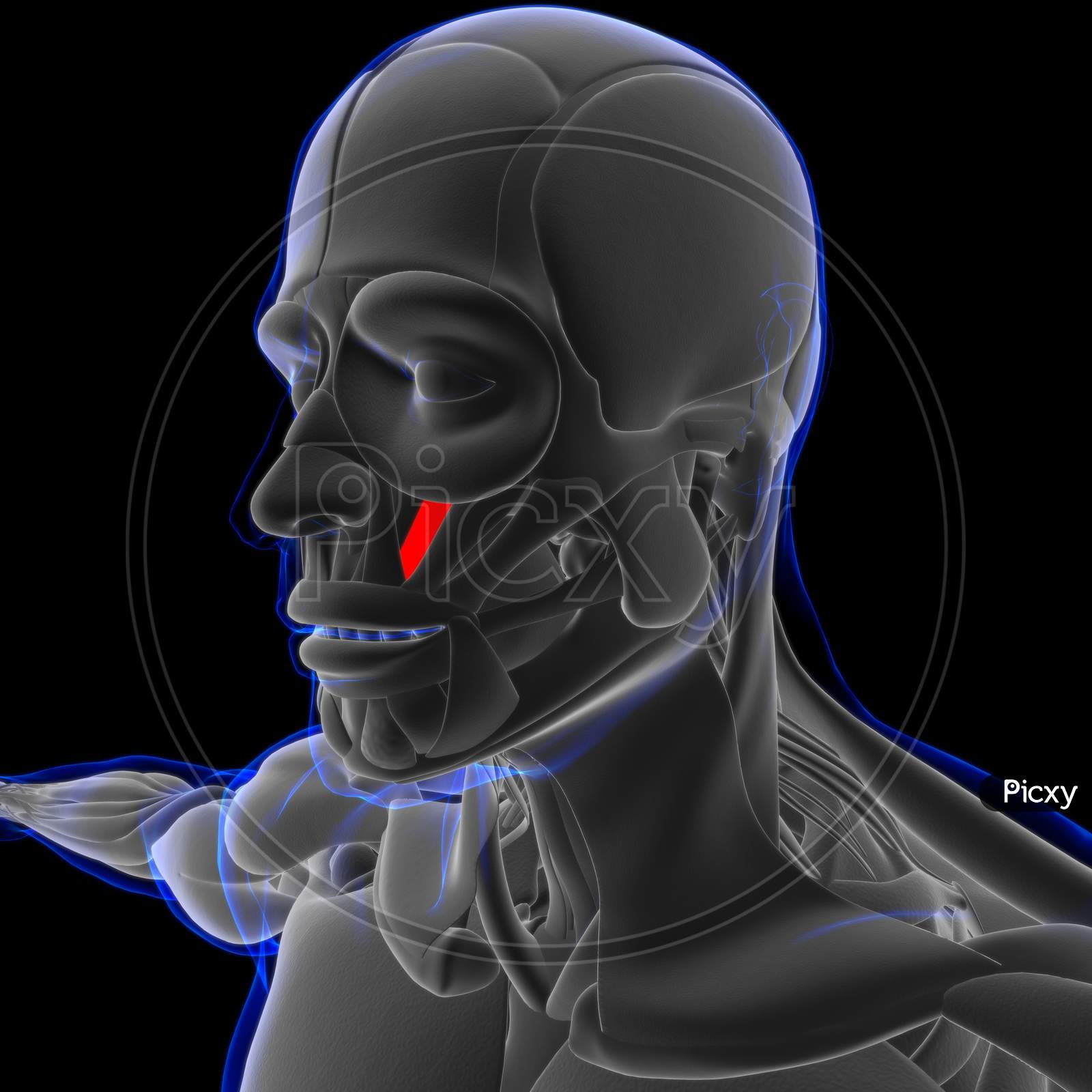 Image of Levator Anguli Oris Muscle Anatomy For Medical Concept 3D