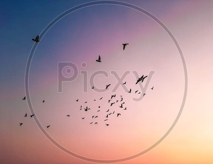 Birds flying in beautiful sky
