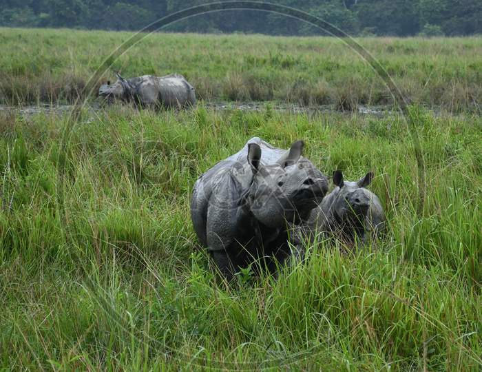 A one-horned Rhinoceros grazes at Kaziranga National park in Golaghat District of Assam  , Sunday, Nov. 1, 2020.