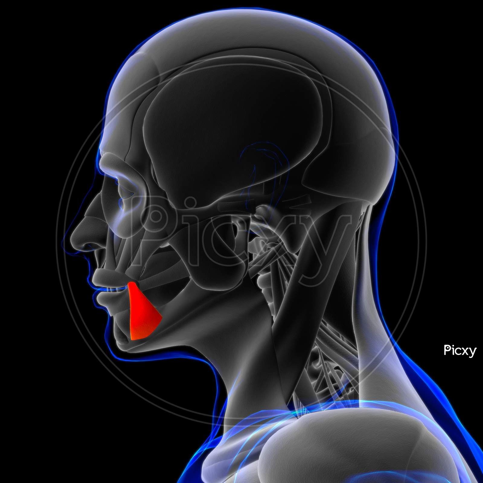 Image of Depressor Anguli Oris Muscle Anatomy For Medical Concept