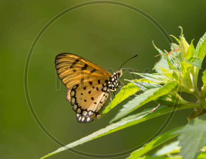 Tawny Coster Butterfly At Rest
