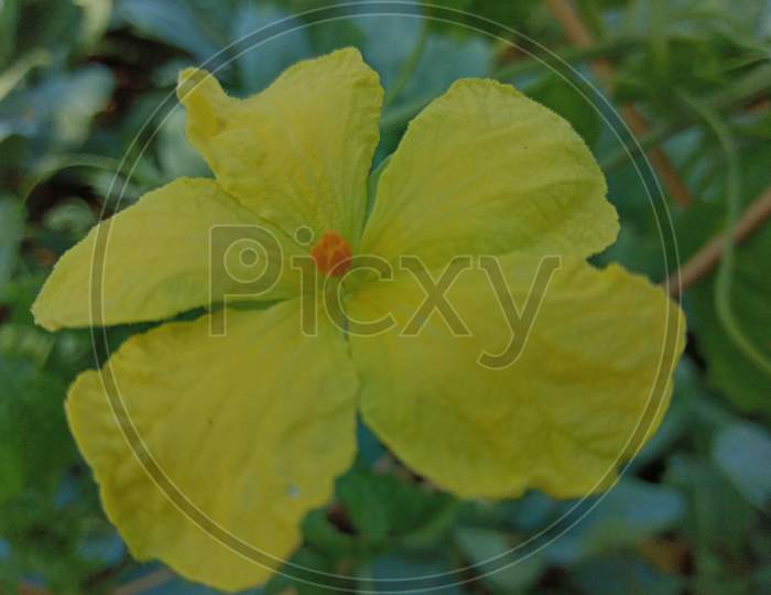 Bitter melon flower
