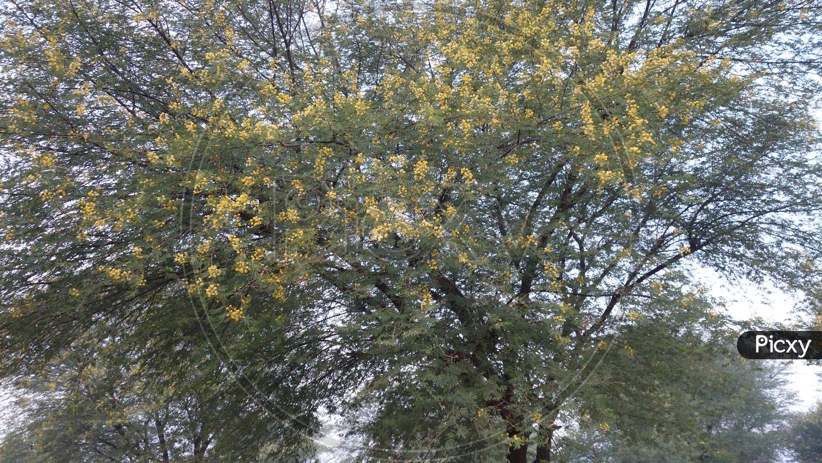 Vachellia Nilotica ( Babool ) Tree With Flowers And Green Leaves At Reengus In Rajasthan India