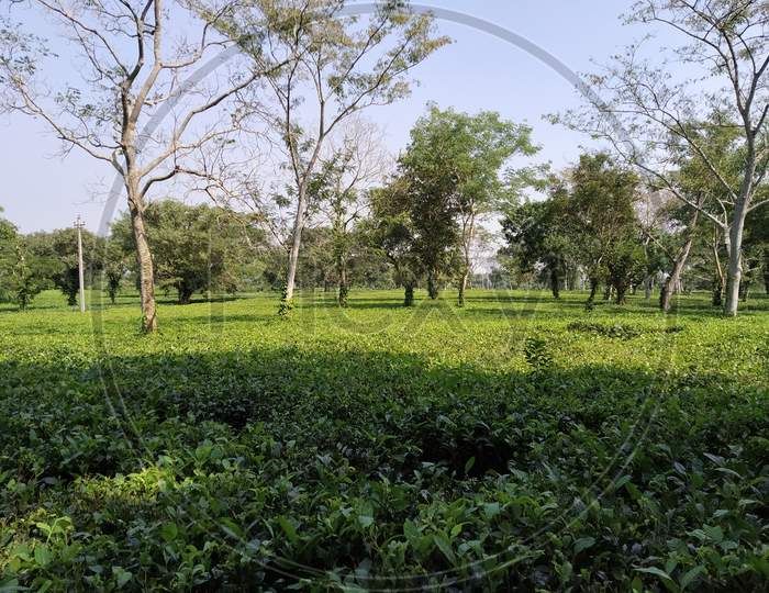 Simna, Tripura / India - November 6 2020 : Tea Garden Of Simna.