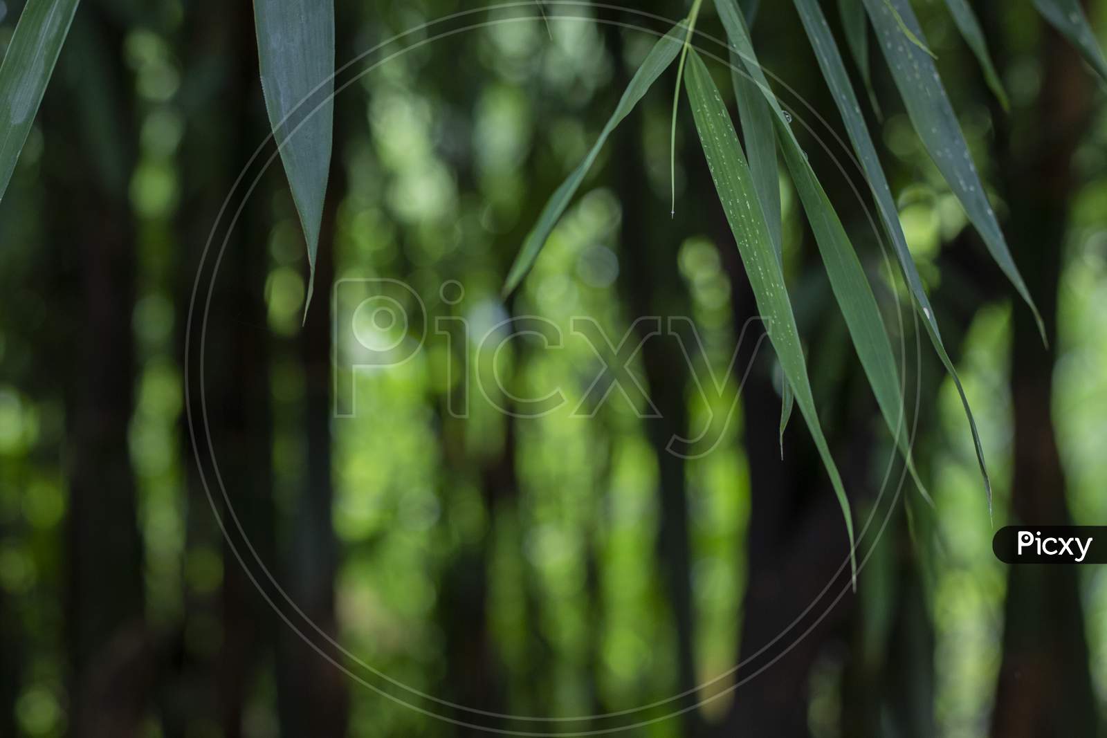 Asian Bamboo Forest Green Bamboo Leaves. Bamboo Leaves Background, Fresh Green Bamboo Bush Background. Photos Of Green Bamboo Leaves .