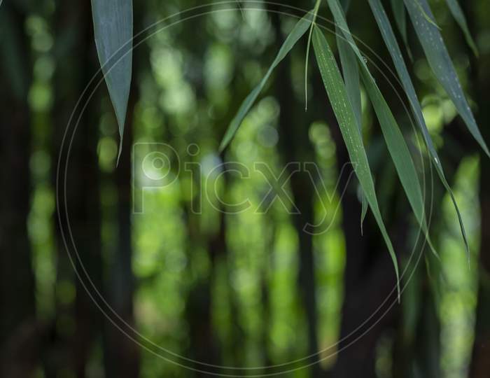 Asian Bamboo Forest Green Bamboo Leaves. Bamboo Leaves Background, Fresh Green Bamboo Bush Background. Photos Of Green Bamboo Leaves .