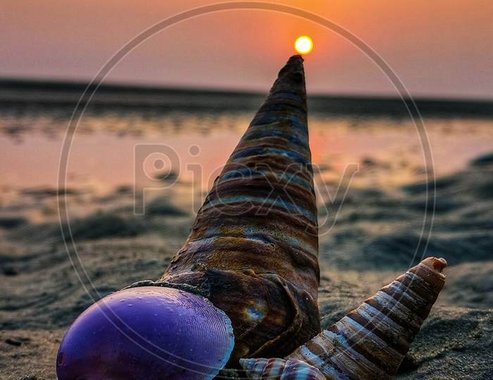 Beautiful shells at the beach