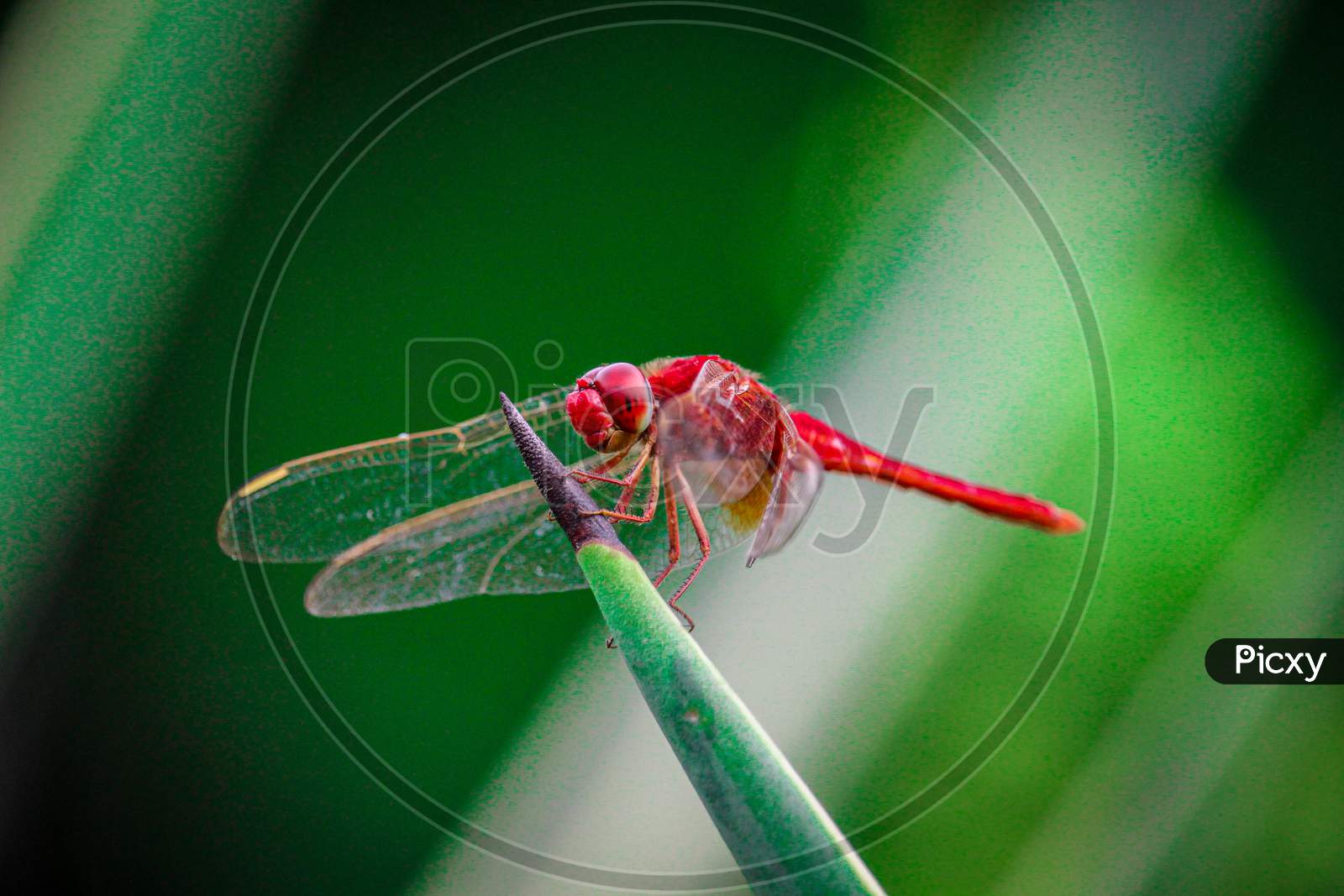 dragon fly (macro)