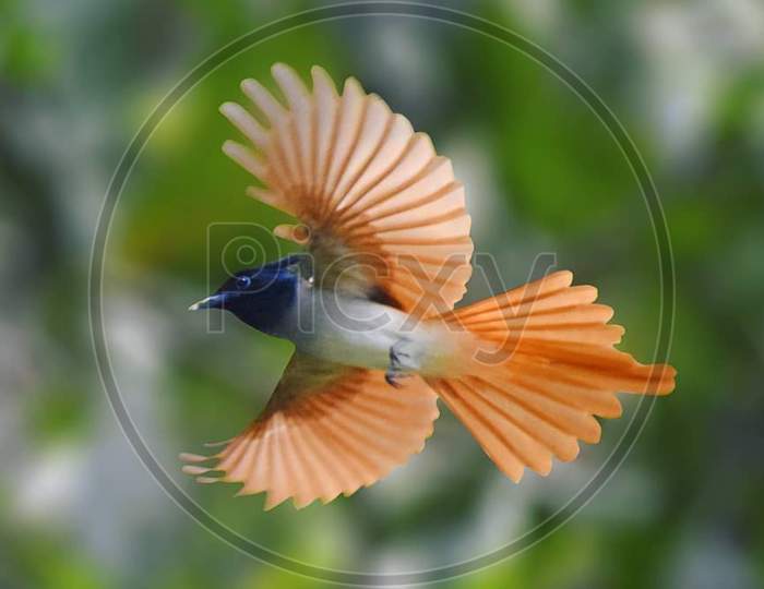 Indian paradise flycatcher