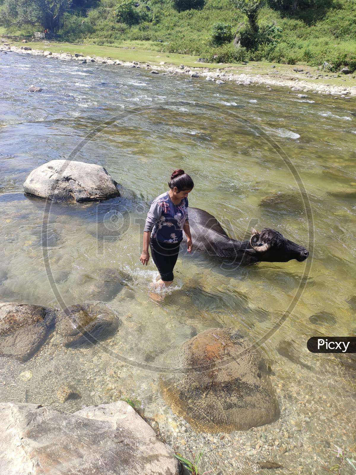 Bathing buffalo  in river of uttarakhand