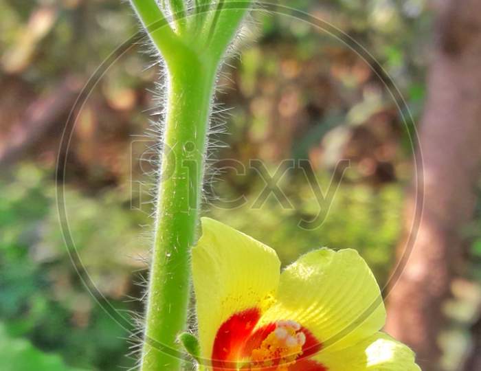 Micro flowering plant