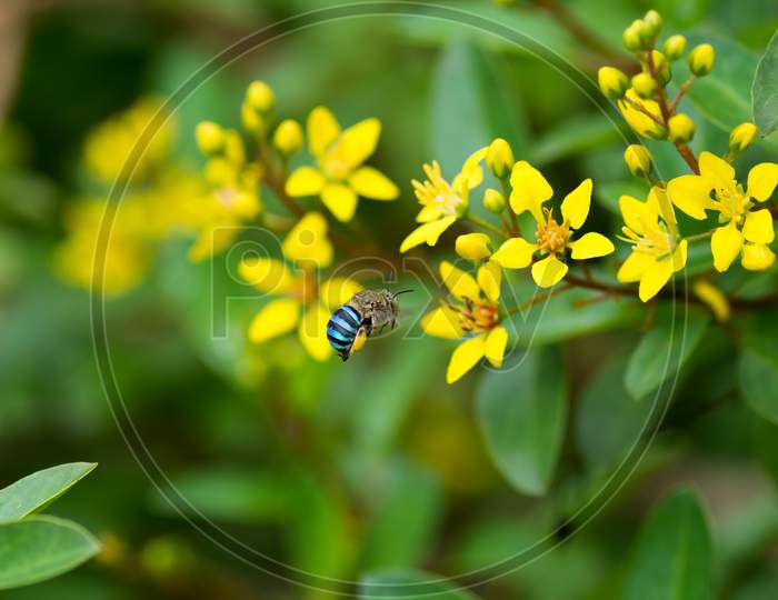 Blue-Banded Bee Approaching Yellow Flowers