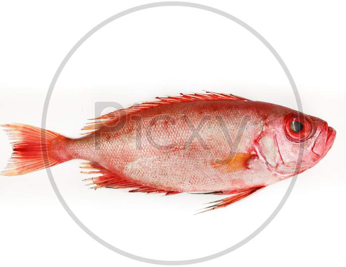 Close Up View Of Fresh Finned Bulls Eye Fish (Priacanthus Hamrur)/ Moontail Bullseye Fish, Isolated On White Background