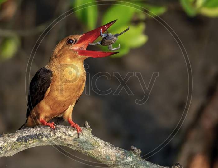 Brown winged kingfisher tossing a crab