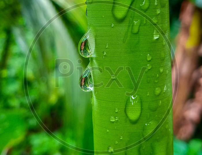 Water droplets are falling down the banana leaf