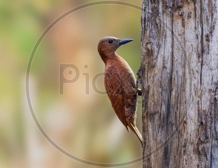 Rufous Woodpecker Perched On A Tree Trunk