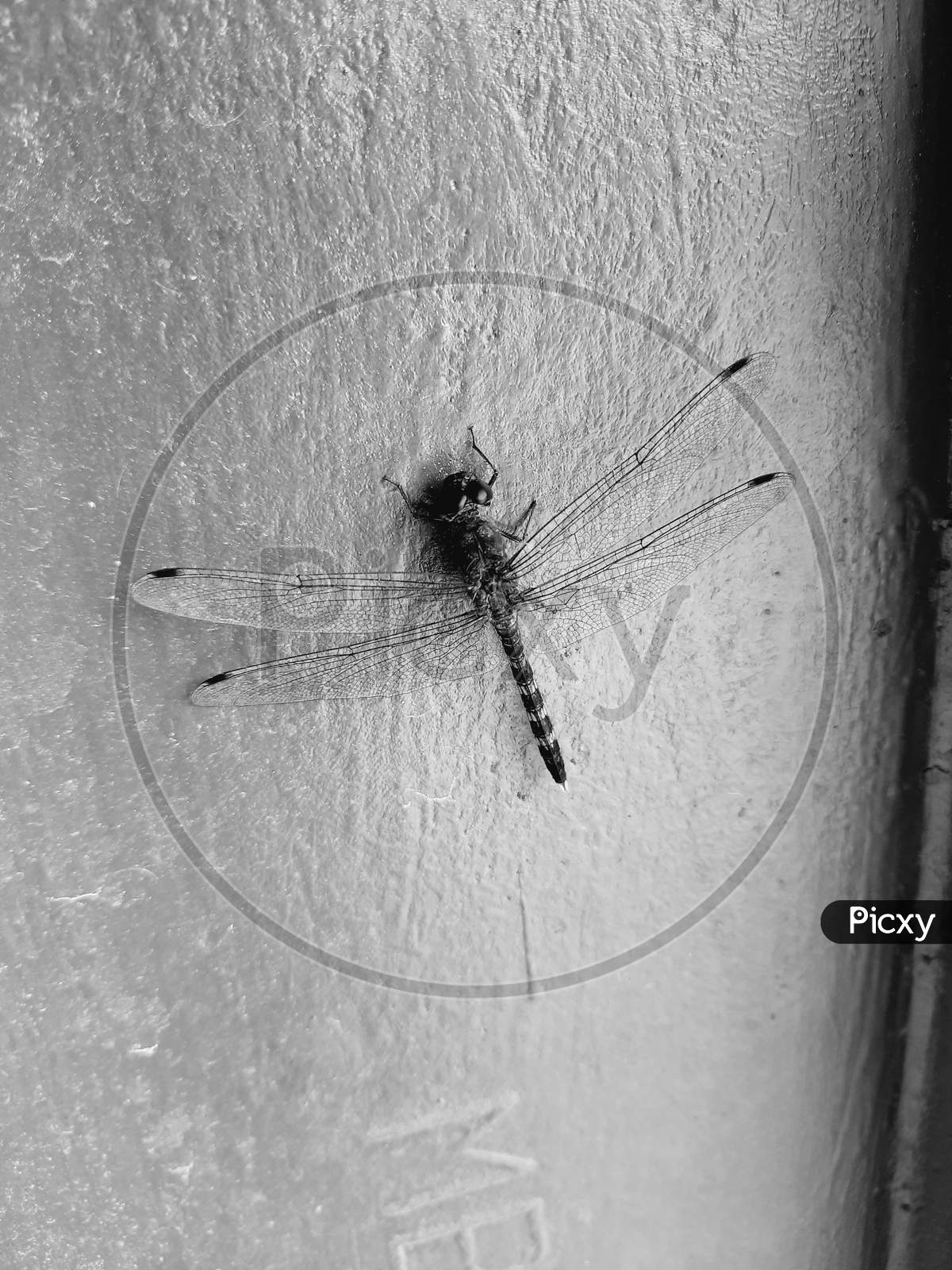 Black and white beuterfly